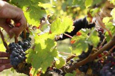 Randonnée  dans les Vignes